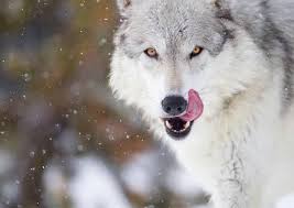 Global yatırım holding'in patronu mehmet kutman, gayrimenkulleri satışa çıkardı. Kamil Eren Kamiler07822626 Twitter