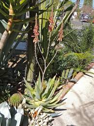 Image result for Aloe littoralis