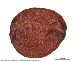 Image result for Polysphaeria