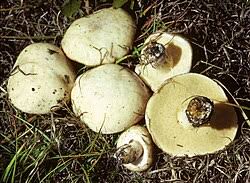 Image result for Suillus wasatchicus
