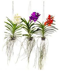 Vanda wightii is an epiphytic orchid which is endemic to the western ghats in the states of karnataka, kerala and tamil nadu in. Vanda Div Colors M Vanda Orchids Beautiful Orchids Vanda Orchids Care