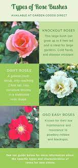 How To Grow Roses Growing Roses Types Of Rose Bushes Rose