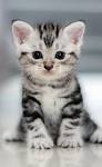 American Shorthair Cat Breed Profile | Petfinder