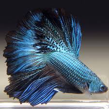 Live Betta Fish Male Dark Blue Orchid Feathertail Betta Fish Siamese Fighting Fish Betta