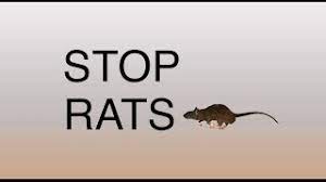 Learn the signs and where to place rat traps and rodent baits to effectively get rid of these pests. Sustainable Technologies To Overcome Pest Rodents In Africa Through Science What S New