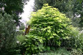 Image result for Broussonetia