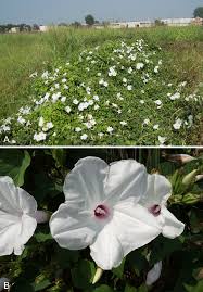 Image result for Ipomoea rubens