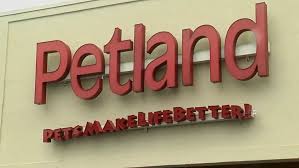 Not sure how to choose? South Carolina Pet Owners Sue Petland For Selling Sick Puppies Wciv