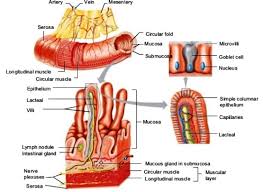 Digestive System Accessscience From Mcgraw Hill Education