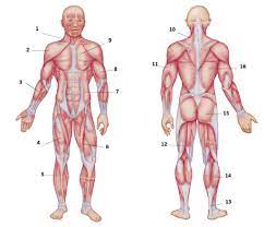 Note that some muscles listed above are identified as 'deep muscle', which may explain why they are difficult to find on diagrams of superficial muscles. Skeletal Muscle Names 10 12 Diagram Quizlet