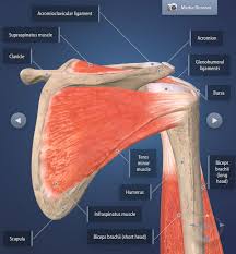 Referred shoulder pain happens when the pain isn't caused by problems with your shoulder joint or with the muscles, ligaments, or tendons around it. What Is Frozen Shoulder Causes Treatments Heiden Orthopedics