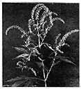 Image result for Acalypha psilostachya