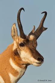 Pronghorn Antelope Colorado North American Wildlife Animals Beautiful Zoo Animals