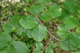 Cadi Findigi Guvercin Agaci Hamamelis Virginiana Bitkiler