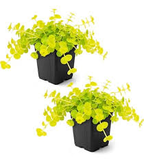 Image result for Lysimachia djalonis