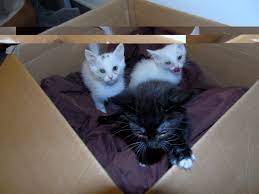 Plea From Charity After Five Kittens Dumped In Lymm Netto Car Park Warrington Guardian