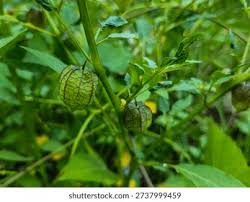Image result for Physalis angulata