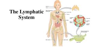 A Quiz On Lymphatic System In The Human Body Proprofs Quiz