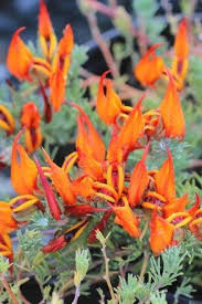 Image result for Lotus berthelotii