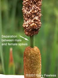 Image result for Typhaceae