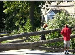 Add them now to this category in paterson, nj or browse best tree services for more cities. Demarco Tree Service And Land Clearing Tree Service In Malvern Bryn Mawr West Chester Newtown Square And All Over Chester County Pa