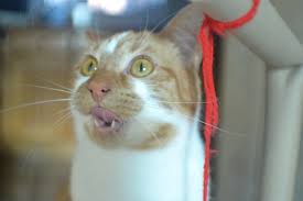A texas lawyer accidentally left a kitten filter on during a zoom hearing on tuesday, hilariously telling the judge 'i'm not a cat' as he frantically tried to remove the animated image. A Lawyer Accidentally Uses A Cat Filter During His Zoom Call With A Judge 107 9 The Fox 1 For Classic Rock That Really Rocks