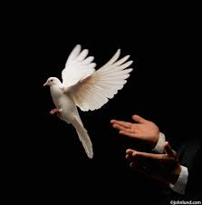 Cvs.com® is not available to customers or patients who are located outside of the united states or u.s. Pin On Try Try Try To Understand I M A Magic Man