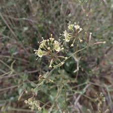 Image result for Commicarpus