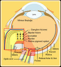 Goz Anatomisi Istanbul Retina Enstitusu