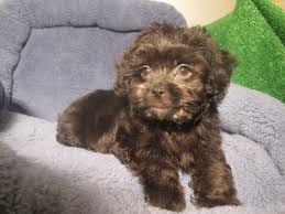 Loving Lhasapoo Puppies Available Lhasa Apso X Poodle 8 12 Weeks Of Age Permanent Shots And Wormings Completed Poodle Mix Breeds Poodle Mix Mixed Breed