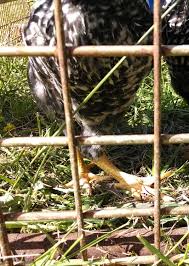 Maybe you would like to learn more about one of these? Hip Leg Dislocation Backyard Chickens Learn How To Raise Chickens