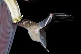 They have been recorded in hidalgo county, new mexico. Mexican Long Tongued Bat Anime In Games Wiki Fandom