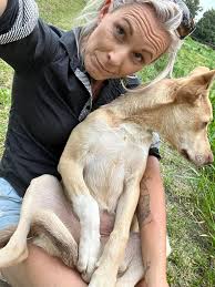 Playful kelpie dog named Kira