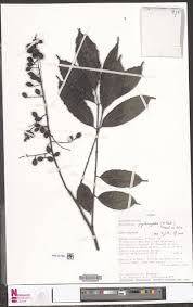 Image result for Sorindeia winkleri