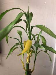 The stem, however, remains green and lush even when the leaves fall off. Please Help With Yellowing Bottom Leaves Of This Lucky Bamboo Plantclinic
