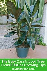 Rubber Plant Growing Tips For This Easy Care Indoor Tree How To Grow Taller Trees To Plant Rubber Plant