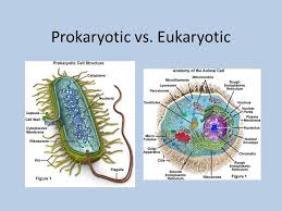 • structure and function of organelles in exocrine gland cells (pancreas) and palisade mesophyll cells (leaf). Cell Unit Learning Goal 2 Describe Cell Organelles And Their Functions Within The Cell Ppt Download