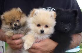 Check spelling or type a new query. Pomeranian Dog Breeds Pomeranian Tea Cup Puppy Novocom Top