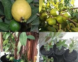 Penanaman jambu batu secara komersial bermula di sekitar. Cara Budidaya Dan Merawat Jambu Biji Agar Berbuah Lebat
