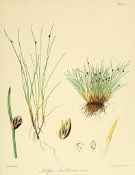 Image result for Isolepis setacea