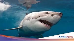Kailnya digigit ikan hiu putih besar yang ditaksir mencapai 1.360 kg beratnya. Bedah Perut Hiu Para Ilmuwan Terkejut Saat Melihat Isinya