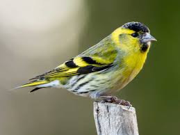 The book provides a visual guide to show what roads or canals your family may have traveled when they migrated from one region to the next. The Siskin Identification Diet Migration Saga