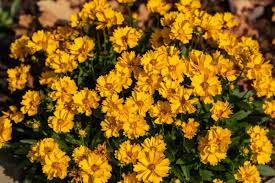 When flowering is complete you can cut back the leaves and stems after they have turned yellow. 15 Bright Yellow Perennials To Brighten Up Your Garden Gardening
