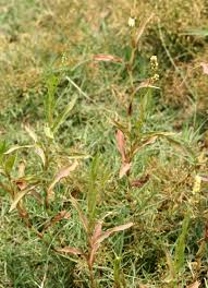 Image result for Persicaria barbata