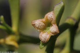 Image result for Viscum obscurum