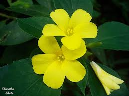 Image result for Reinwardtia indica