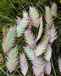 Image result for Chasmanthium latifolium