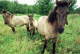 The face and legs are darker than the body. Tarpan Wild Horses To Be Reintroduced To Bulgaria