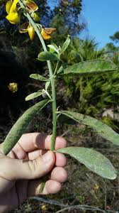 Image result for Crotalaria retusa L.