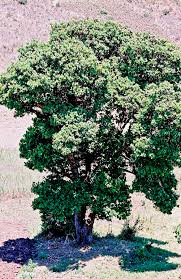 Image result for Syzygium cordatum